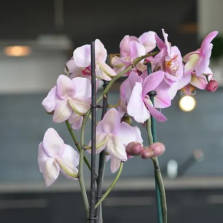 De Charme Cauderan Apartment *